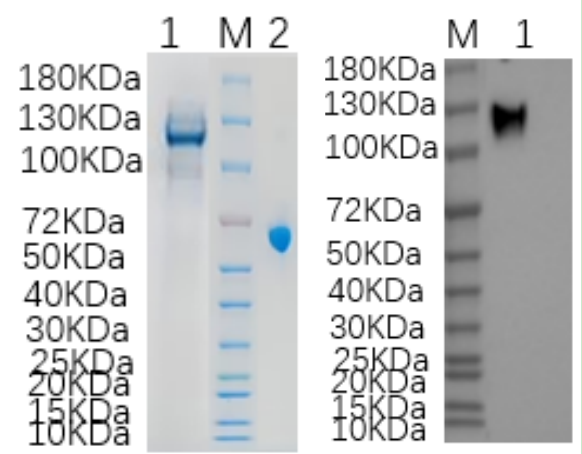 Reducing 4%-20% SDS-PAGE (CBB stained) and WB (Anti-His Mouse Monoclonal antibody) analysis profiles of purified Nucleolin-GFP.
1. Nucleolin-GFP 
2. BSA